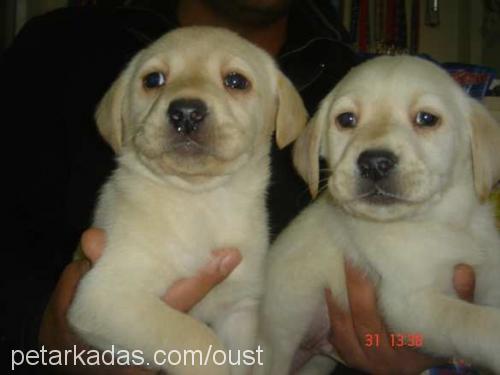 Rondo Dişi Labrador Retriever