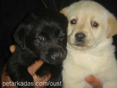 Rondo Dişi Labrador Retriever