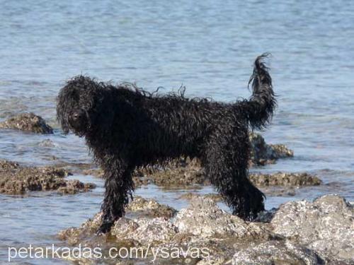 miço Erkek Portekiz Su Köpeği