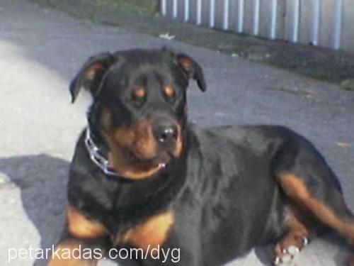 EFE KAN Erkek Rottweiler