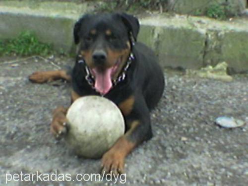 EFE KAN Erkek Rottweiler