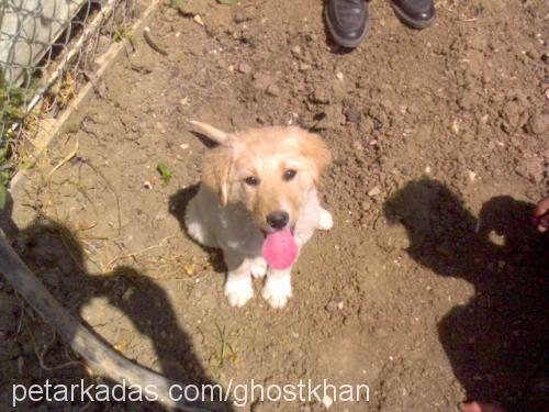 muddy Erkek Kangal