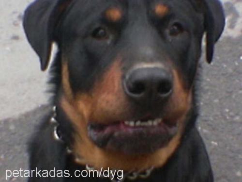 EFE KAN Erkek Rottweiler