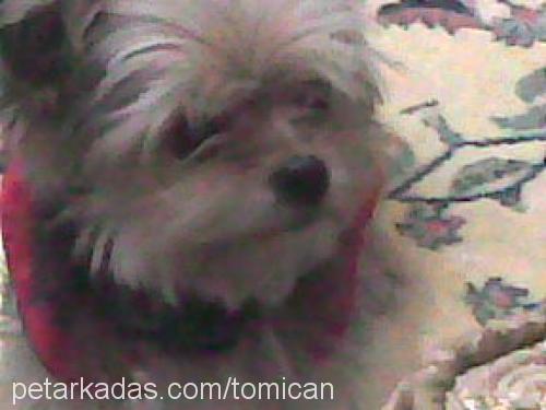 tomican Erkek Yorkshire Terrier