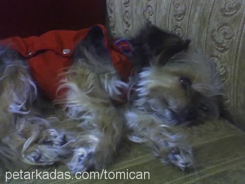 tomican Erkek Yorkshire Terrier