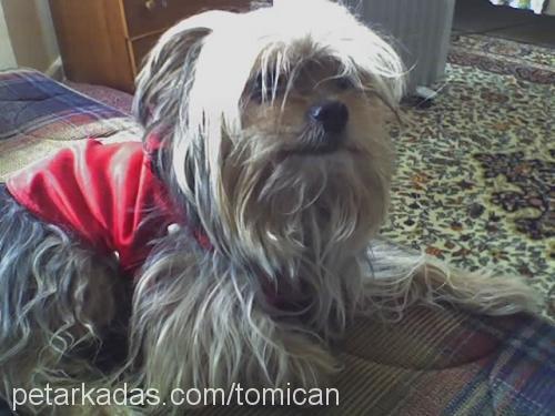 tomican Erkek Yorkshire Terrier