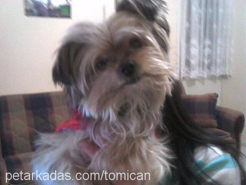 tomican Erkek Yorkshire Terrier