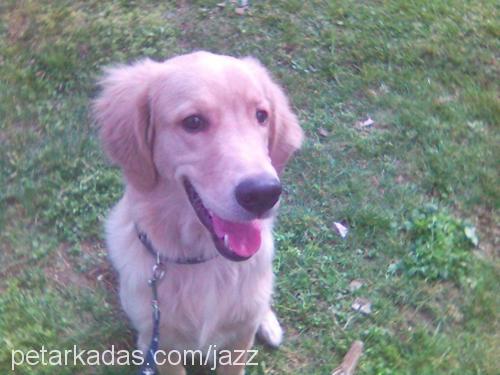 Jazz Erkek Golden Retriever