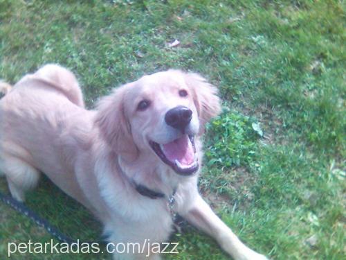 Jazz Erkek Golden Retriever