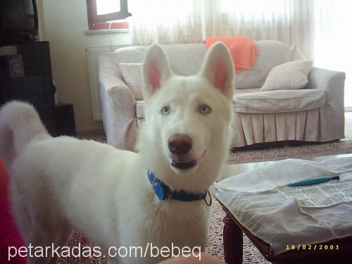 ARES Erkek Sibirya Kurdu (Husky)