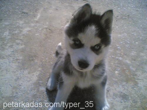 huskyy Erkek Sibirya Kurdu (Husky)