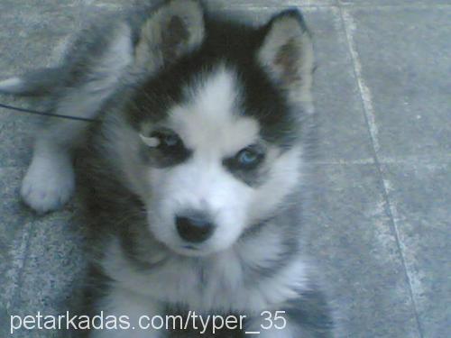 huskyy Erkek Sibirya Kurdu (Husky)