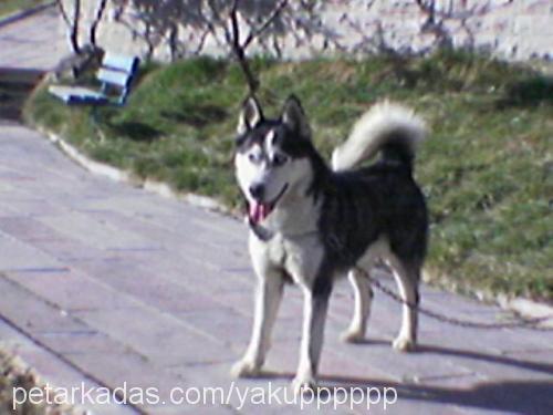 alex Erkek Sibirya Kurdu (Husky)