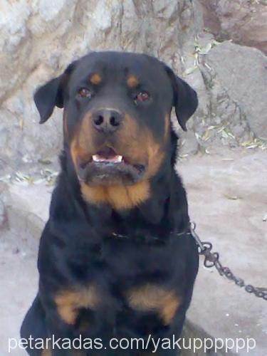 rocky Erkek Rottweiler