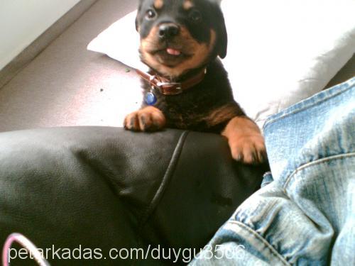 çınar Dişi Rottweiler