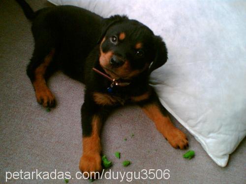 çınar Dişi Rottweiler