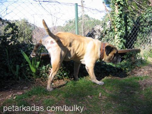 Yena(Bulky) Erkek Bullmastiff