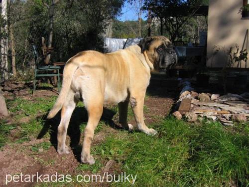 Yena(Bulky) Erkek Bullmastiff