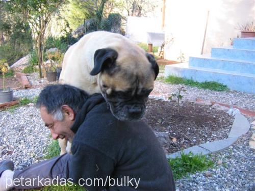 Yena(Bulky) Erkek Bullmastiff