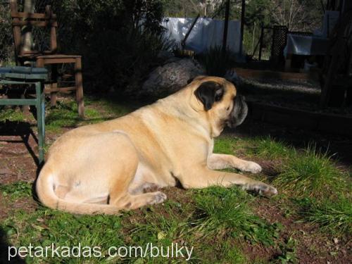 Yena(Bulky) Erkek Bullmastiff