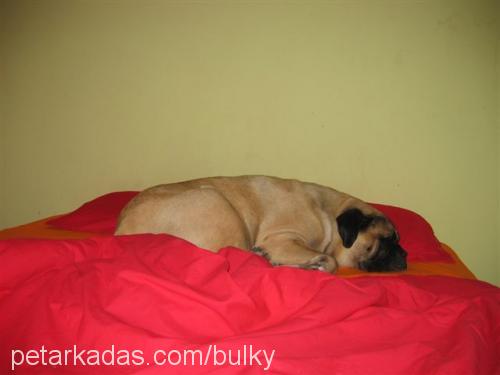 Yena(Bulky) Erkek Bullmastiff