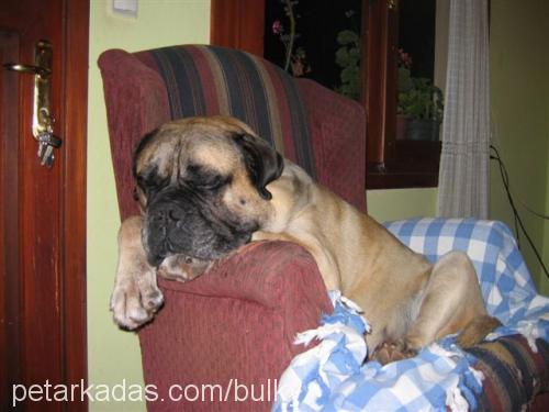 Yena(Bulky) Erkek Bullmastiff