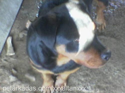 carla Dişi Rottweiler