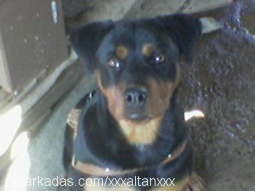 carla Dişi Rottweiler