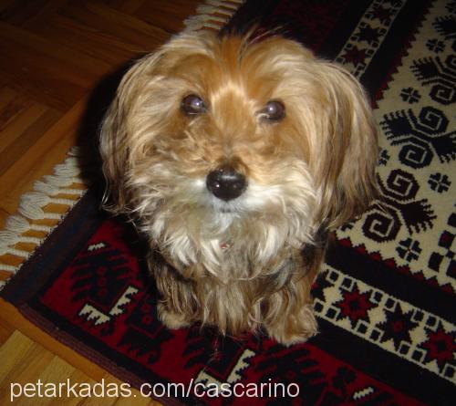 Nikky Dişi Yorkshire Terrier