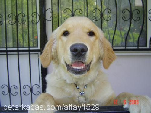 Çırak Erkek Golden Retriever