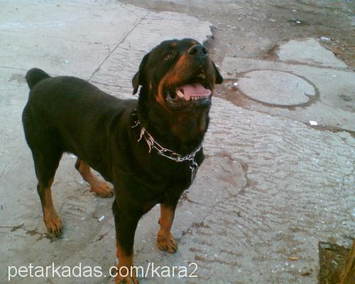 ROCKY Erkek Rottweiler