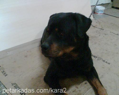 ROCKY Erkek Rottweiler