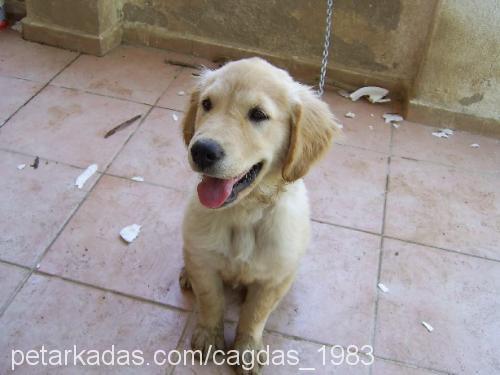 paşa Erkek Golden Retriever