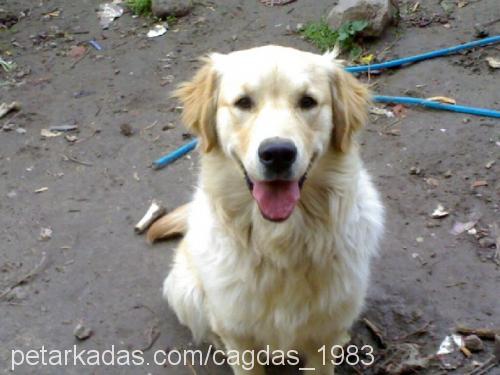 paşa Erkek Golden Retriever