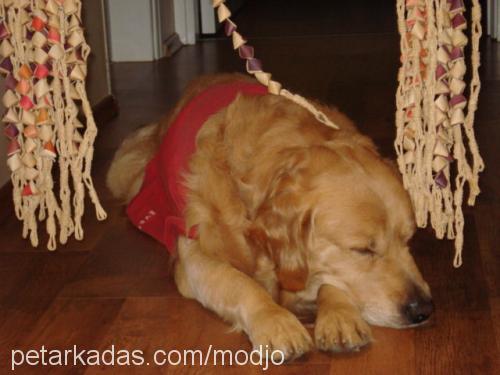 modjo Erkek Golden Retriever