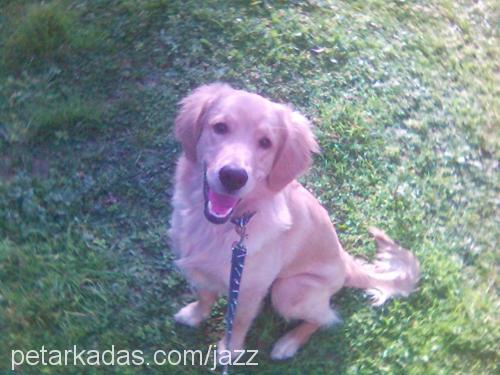 Jazz Erkek Golden Retriever