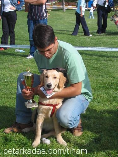 tina Dişi Golden Retriever