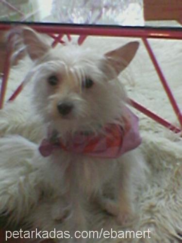 Puffy Dişi West Highland White Terrier