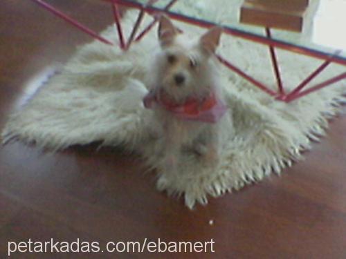 Puffy Dişi West Highland White Terrier