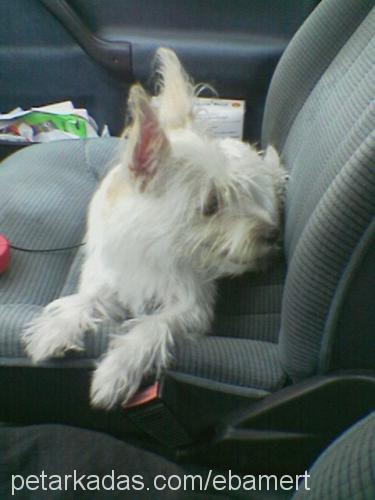 Puffy Dişi West Highland White Terrier