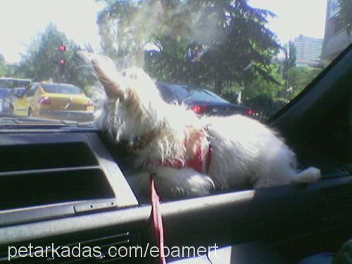 Puffy Dişi West Highland White Terrier