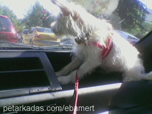 Puffy Dişi West Highland White Terrier