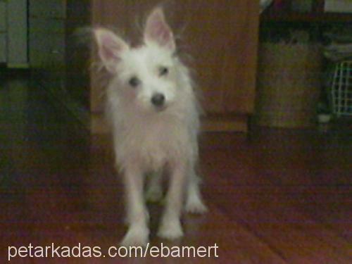 Puffy Dişi West Highland White Terrier