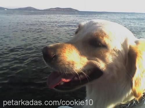 Cookie Dişi Golden Retriever