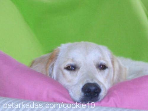 Cookie Dişi Golden Retriever