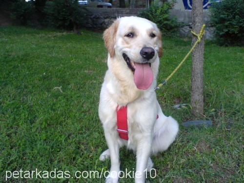 Cookie Dişi Golden Retriever