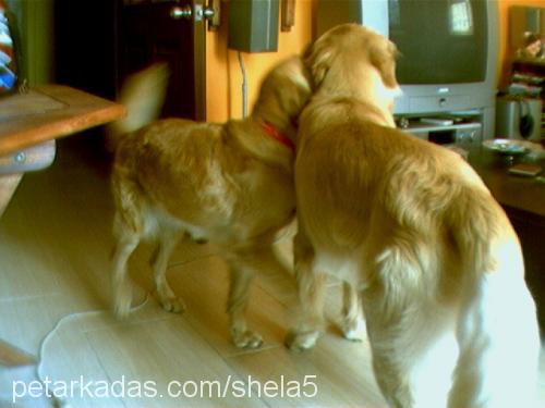 shela Dişi Golden Retriever