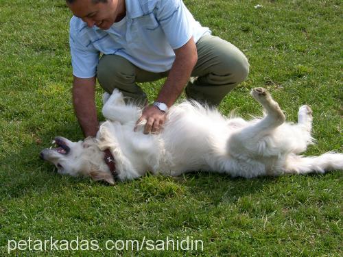 paşa Erkek Golden Retriever