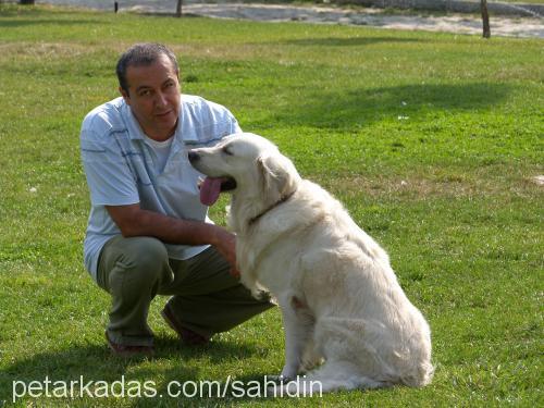 paşa Erkek Golden Retriever