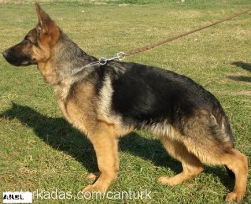 arel von golden Erkek Alman Çoban Köpeği